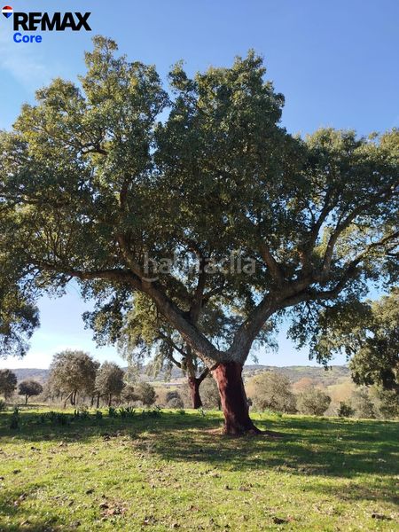Foto 4a87aca2-f1a7-409b-a154-799db305e7cf. Propriété dans Codosera (La)