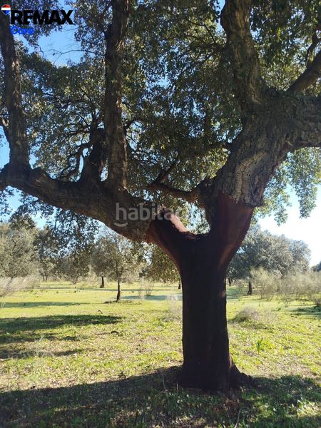 Foto 764186af-6466-47a4-a073-9a38c36511eb. Propriété dans Codosera (La)
