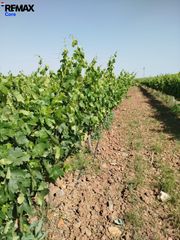 Propriété à Carretera de Sevilla - Los Montitos. Finca en producción de 22 ha con viñedo, agua abundante y luz de