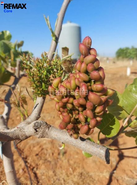 Foto 0b5d423e-8beb-4152-9f96-6852b11145c1. Finca rústica a Higuera la Real