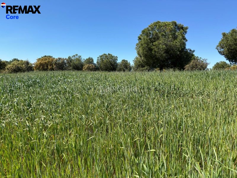 Foto 71d6b22a-6e64-412d-bae6-5bc9d7a770f7. Finca rústica a Valencia de las Torres