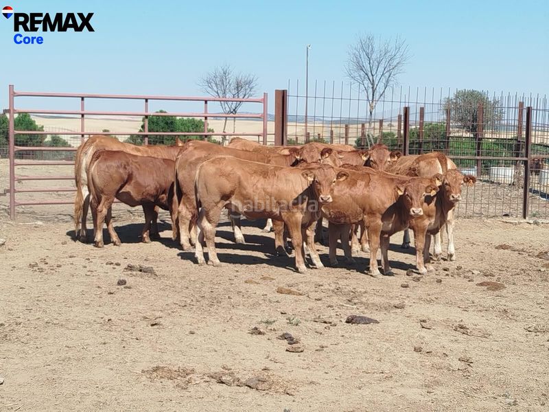 Foto bb1d61d1-ba00-4f10-8cbf-f27273e4426e. Finca rústica a Valencia de las Torres