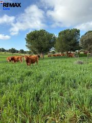 Fondo rustico in Valencia de las Torres. Extraordinaria finca ganadera mixta de alto rendimiento