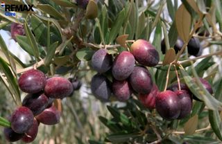 Finca rústica a Pedanías de Badajoz
