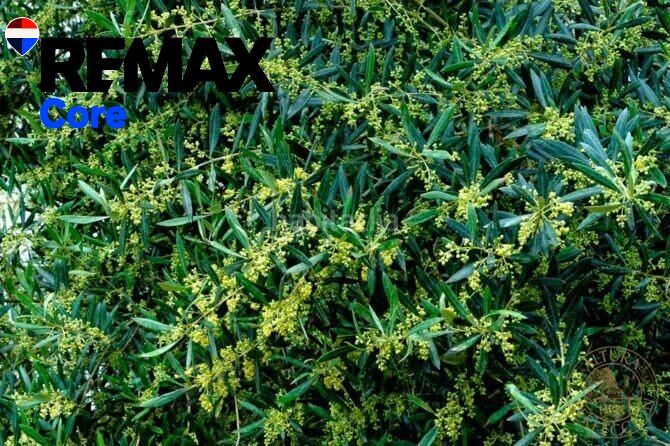 Foto 2465a7e0-73e0-47c7-9d9d-a0277cd6f55a. Finca rústica a pedanías de Badajoz Badajoz