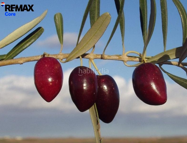 Foto 64b9cacd-e2b1-44b2-9bb8-84a7c9e6081f. Finca rústica a pedanías de Badajoz Badajoz
