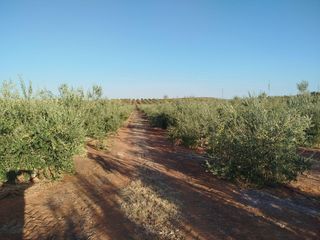 Finca rústica a Arroyo de San Serván