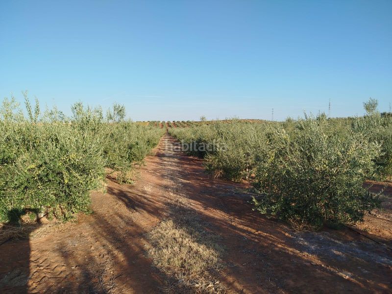 Foto 9b3ef698-ed5b-40ff-a3d9-98f423a0fff6. Rural plot in Arroyo de San Serván