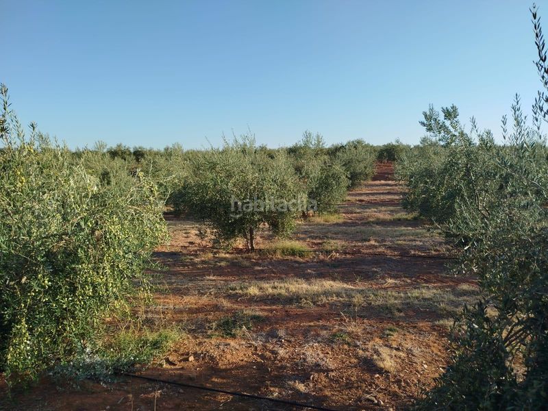 Foto 63ea57d2-fe4d-405d-aac9-c32fbcac2938. Fondo rustico in Oeste Mérida