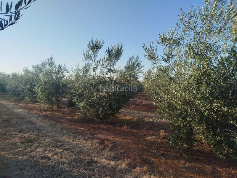 Foto a51d4828-e9e7-4e4f-bb5e-27592f765eca. Fondo rustico in Oeste Mérida