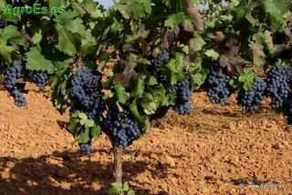 Finca rústica a Alange. Finca agrícola en tierra de barros, oportunidad única de inversi