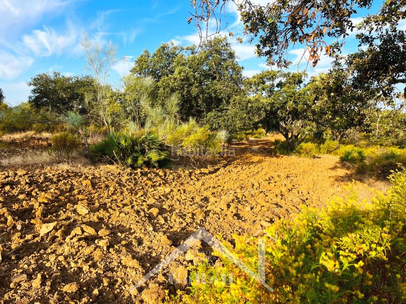 Foto adec8a1b-e584-4bc5-8f63-ae96f4142de1. Rural plot in Castilblanco de los Arroyos