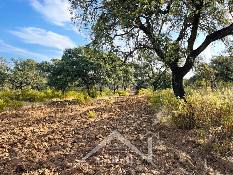 Foto d71074c4-d201-44b9-a824-4d7cfd2845fe. Rural plot in Castilblanco de los Arroyos