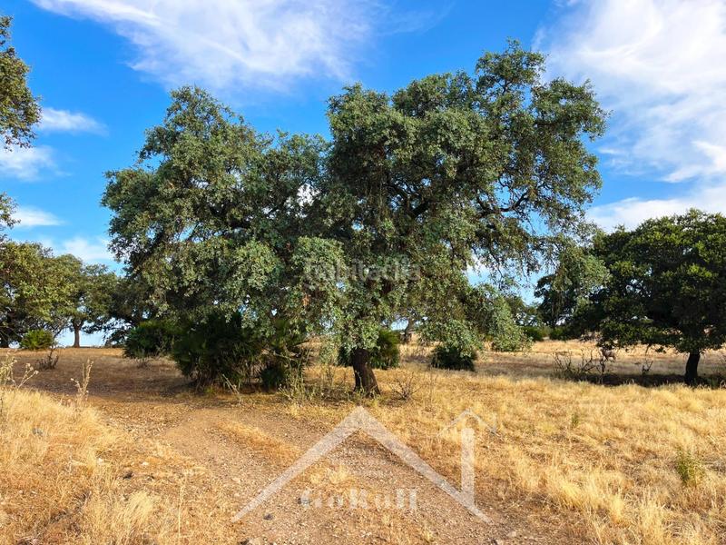 Foto eec254b2-8e8b-47d0-bc5d-ddfa3b45ed51. Rural plot in Castilblanco de los Arroyos