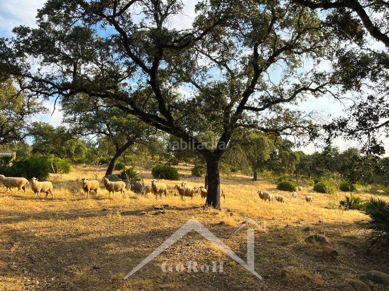 Foto f66fd106-910b-4585-969f-9a18c9bf7e03. Rural plot in Castilblanco de los Arroyos
