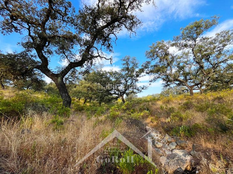 Foto fe03aab3-6386-490f-b54b-4feeada37a15. Rural plot in Castilblanco de los Arroyos