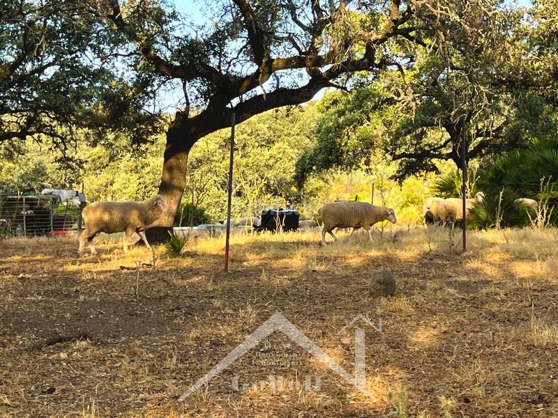 Foto ff3439f8-57a1-4820-8cd9-514d718f681a. Rural plot in Castilblanco de los Arroyos