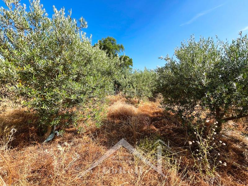 Foto 07a9d1f3-7721-4937-93f2-68f4b85e0ff2. Rural plot in Castilblanco de los Arroyos