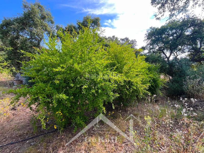 Foto 0eed29e3-84a0-4905-b07d-12ed8b5f3ef6. Rural plot in Castilblanco de los Arroyos