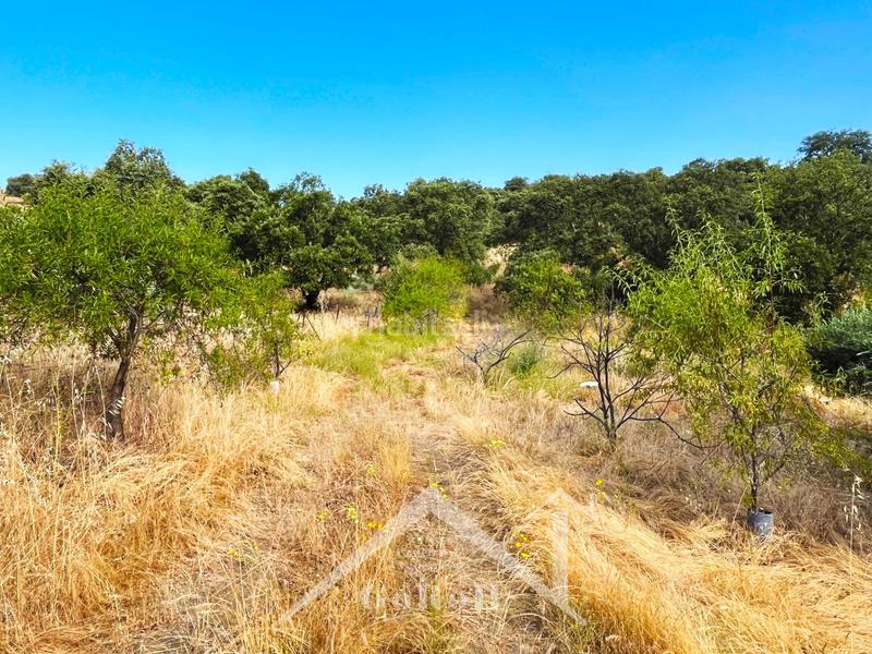 Foto 8bd707e8-65b8-4d5c-976d-6f8ce46928fc. Rural plot in Castilblanco de los Arroyos