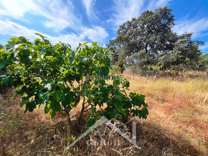 Foto c1c222e4-43a8-4079-8f4f-e00d53939e87. Rural plot in Castilblanco de los Arroyos