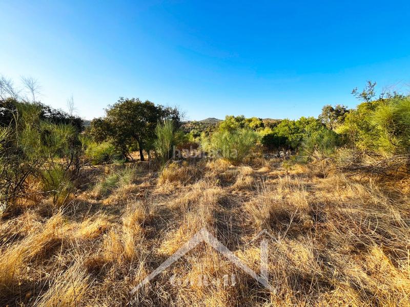 Foto a5294b99-4967-49e5-aa32-b64886fbfc3b. Finca rústica a Guillena pueblo Guillena