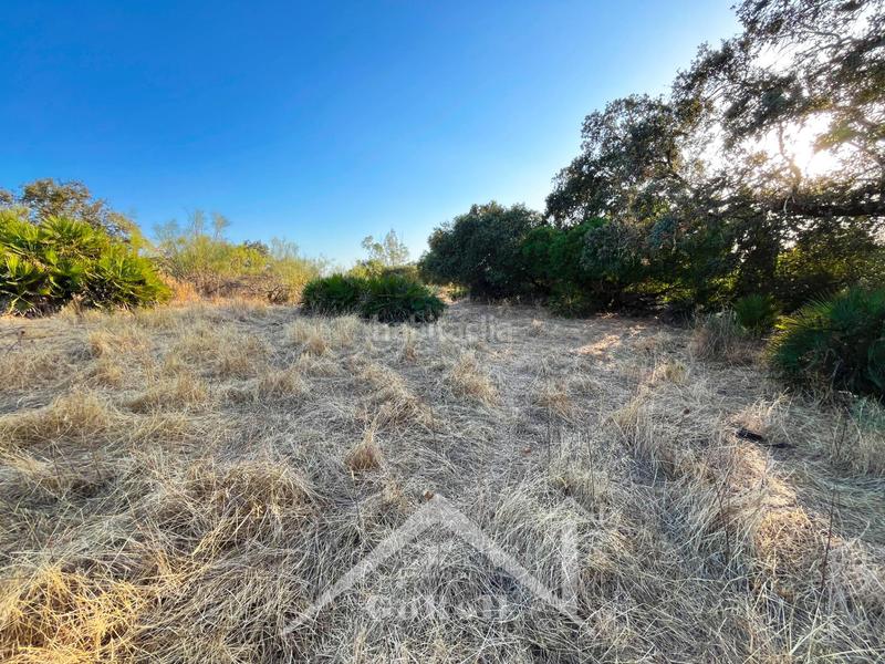 Foto c1061c4d-0f01-4515-8787-2f10bae174de. Finca rústica a Guillena pueblo Guillena