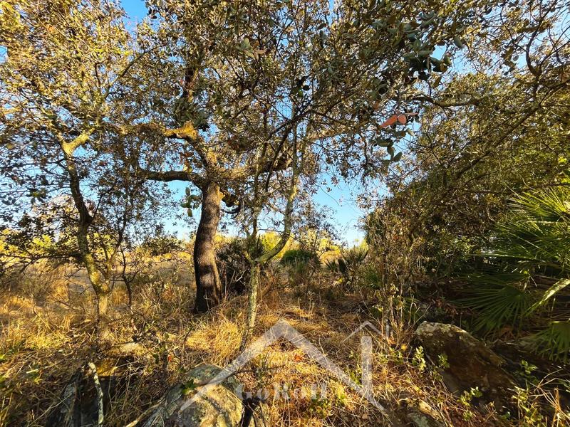 Foto e8b3646f-d998-46fc-8693-7ff62e15ce63. Finca rústica a Guillena pueblo Guillena