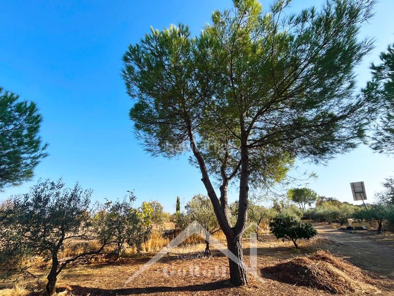 Foto ff78d2d6-9521-475b-9593-636fb337b7af. House in Castilblanco de los Arroyos