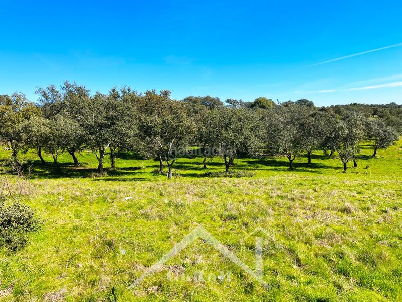 Foto acea0db3-d64b-411a-98da-f467c592489a. Finca rústica a Almadén de la Plata