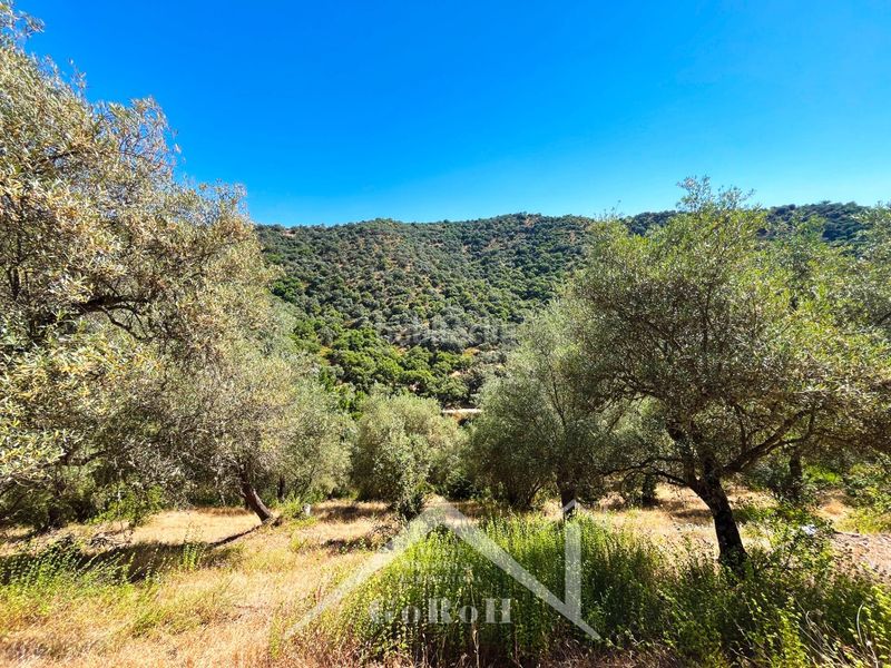 Foto 1dded247-2bb2-4c27-a85a-40d196b9c29a. Fondo rustico in Constantina