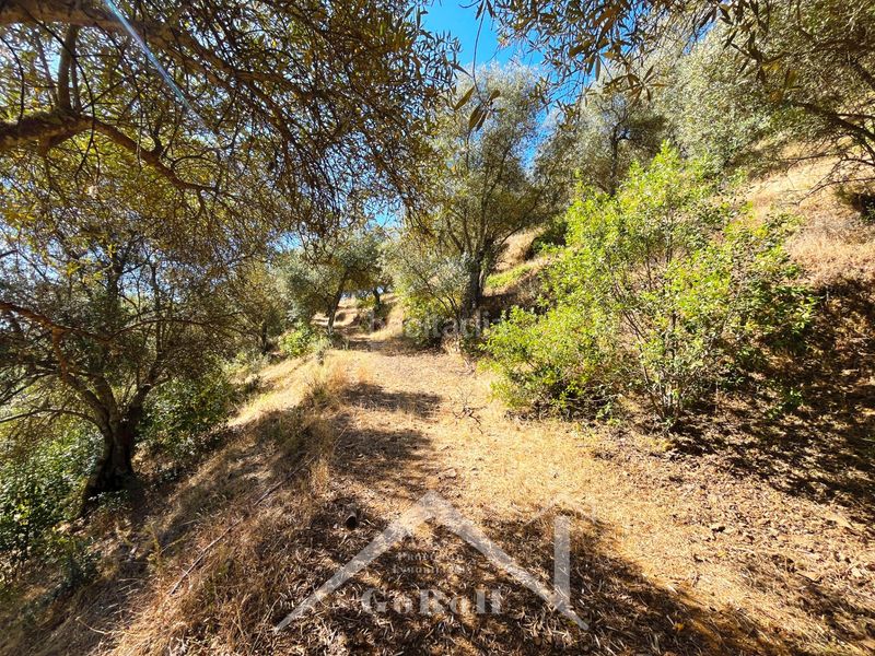 Foto 2f3d9780-cef2-4e88-a4a5-bae01a83e8a2. Fondo rustico in Constantina
