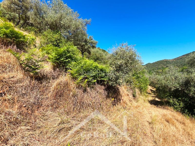 Foto 80b66609-fece-4c24-990d-aecf673e5336. Fondo rustico in Constantina