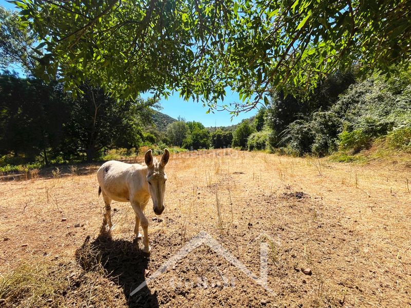 Foto b806c0b7-2c83-48d7-b664-f8ea4b0058be. Fondo rustico in Constantina