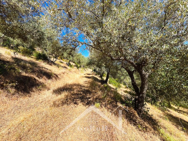 Foto bce500b4-7790-4b3a-ad59-bd965d25af6e. Fondo rustico in Constantina