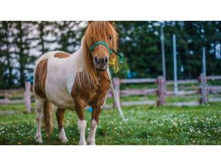 Landgut  Cami de vallcarena. Impresionante terreno rustico vallado con casa  y pozos