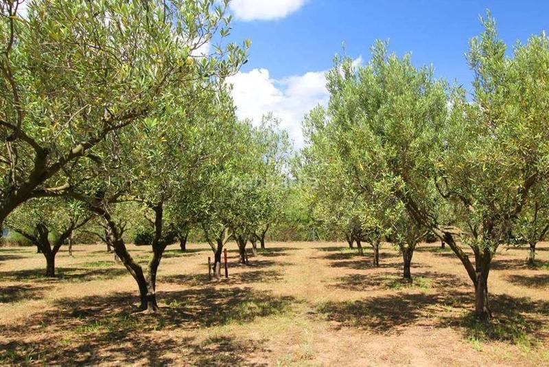 Foto 492fcb53-3bf0-45e2-a153-558859df673f. Casa aparellada amb aparcament a Jonquera (La)