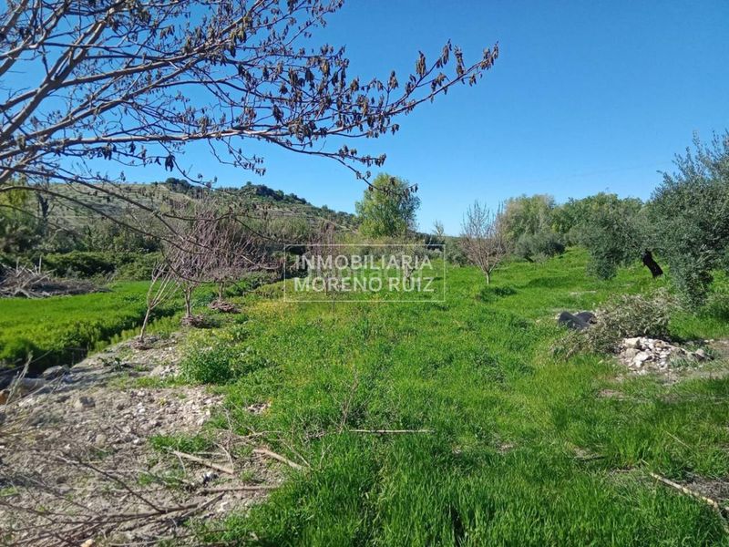Foto 4683b921-95fe-4930-85b9-28290d608cf5. Terreny residencial a Luque