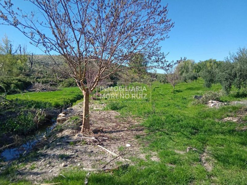 Foto 6c6a4f41-d497-4a44-a2eb-a6e4ca666f42. Terreny residencial a Luque