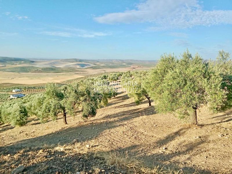 Foto d1a29b78-207f-41d5-93b0-25c780eeb7da. Finca rústica a Baena
