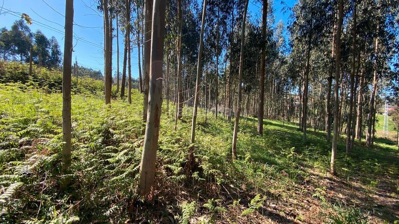 Foto 54976801-f52d-46f8-8f2e-007d87b3be2c. Fondo rustico in rúa camiño dos muiños 18 in Mesoiro Coruña (A)