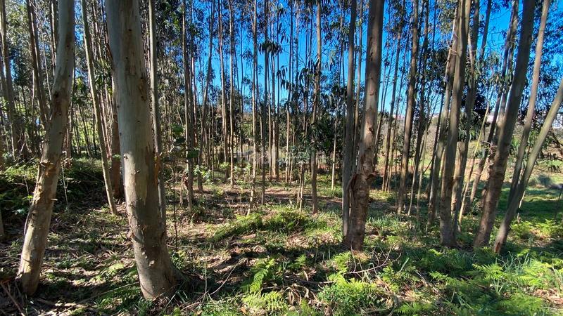 Foto 7babd39d-1f7c-44f2-b2ff-51ffb9610b6f. Fondo rustico in rúa camiño dos muiños 18 in Mesoiro Coruña (A)