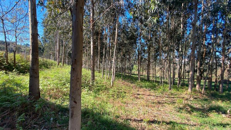 Foto 8dbb20ae-c1a9-4c2d-9c06-a6680a6d8c3c. Fondo rustico in rúa camiño dos muiños 18 in Mesoiro Coruña (A)