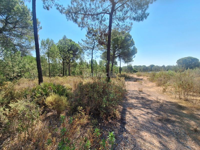 Foto d31a4ae9-4b98-4955-b061-25c139ee925d. Finca rústica a n/a a Beas
