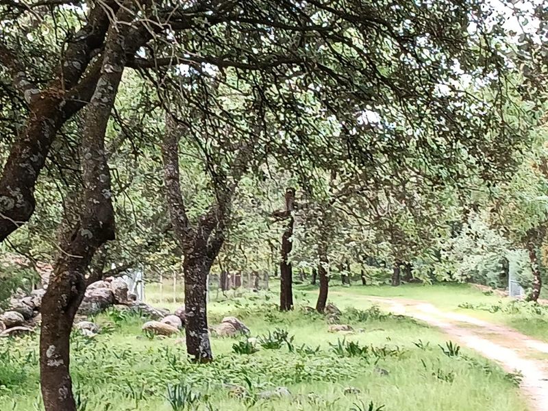 Foto 9ac41ad2-53c7-4f0b-8dfb-aeabb4796c21. Finca rústica a subdelimitado iii poligono 17 a Candeleda