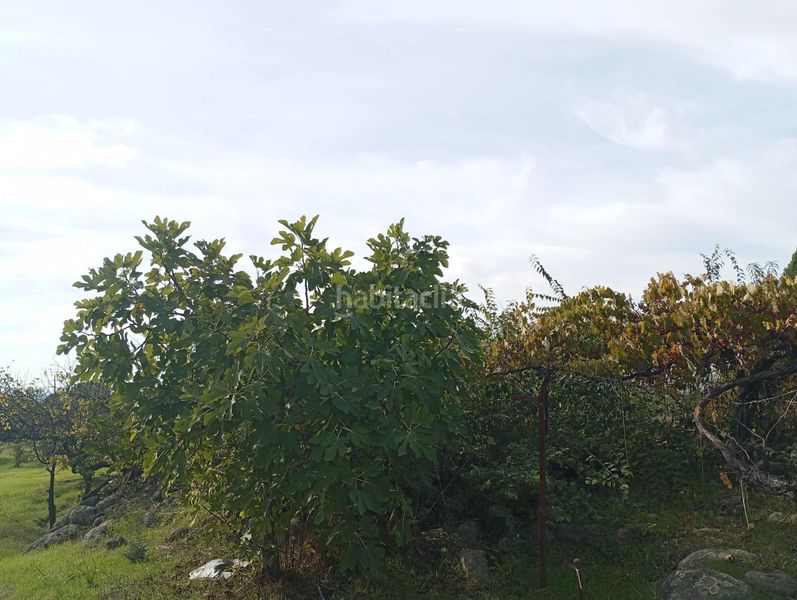 Foto 53507a5b-da01-4c07-ae06-abd1c531c48c. Finca rústica parcela en el carrascal en Candeleda