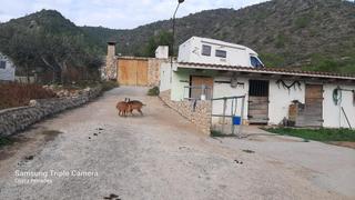 Residential Plot in Albinyana. Gran parcela preparada  para  equinos y ganado !!