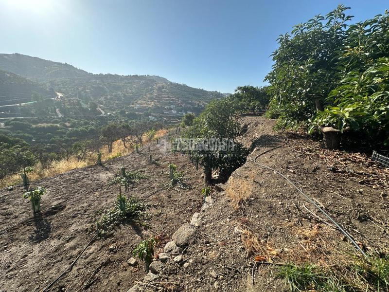 Foto 07cf6d33-8aef-4a03-b801-4ce096ddc06e. Landgut in Torrox pueblo Torrox