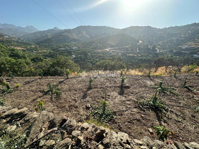 Foto 3fb482a6-a3d9-4c3c-81e8-d24b4ef399f5. Landgut in Torrox pueblo Torrox