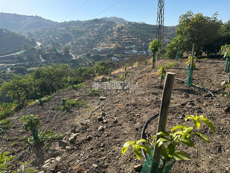 Foto 3fd6585b-24af-4c9e-b91a-c11141deccd3. Landgut in Torrox pueblo Torrox